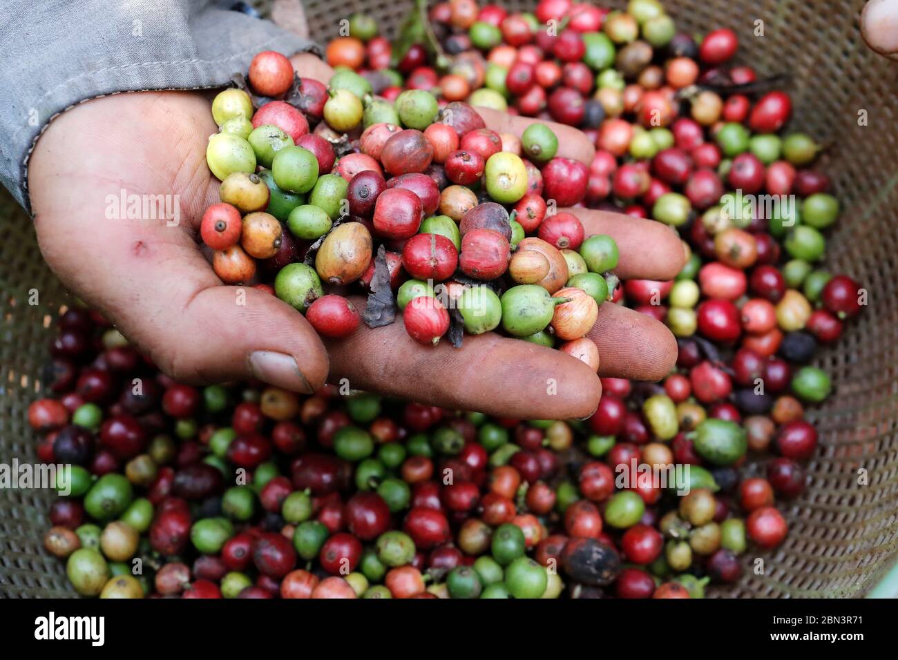 Piantagione di caffè. Contadino che mostra i chicchi di caffè rossi e verdi e raccolti in mano. Foto Stock