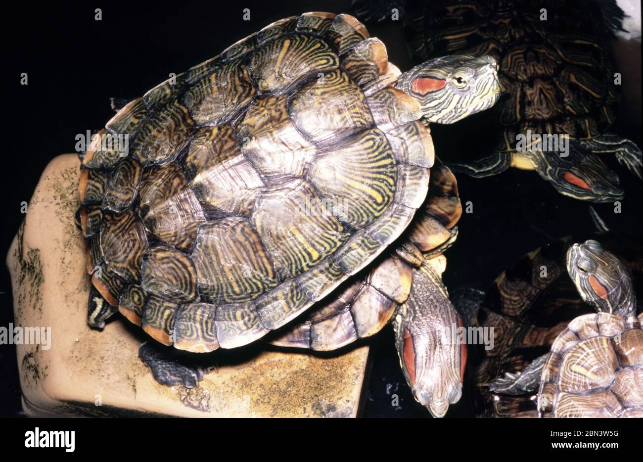 Terrapin rosso-arato, Trachemys scripta elegans Foto Stock