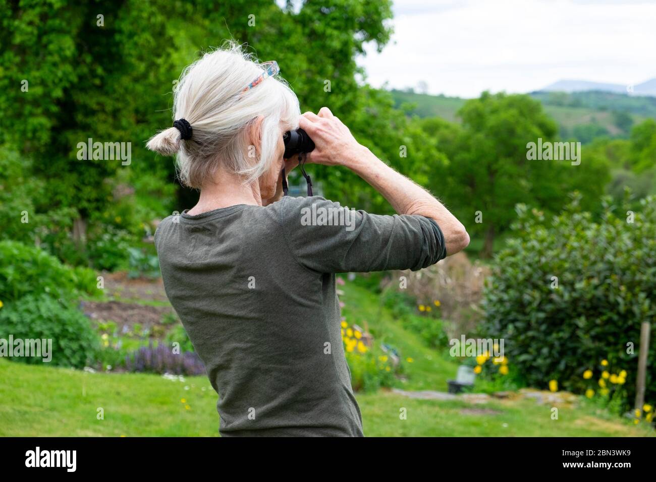 Donna anziana in piedi nel giardino rurale per il birdwatching con binocolo che guarda gli uccelli uccelli gli alberi primaverili Carmarthenshire Galles Regno Unito KATHY DEWITT Foto Stock