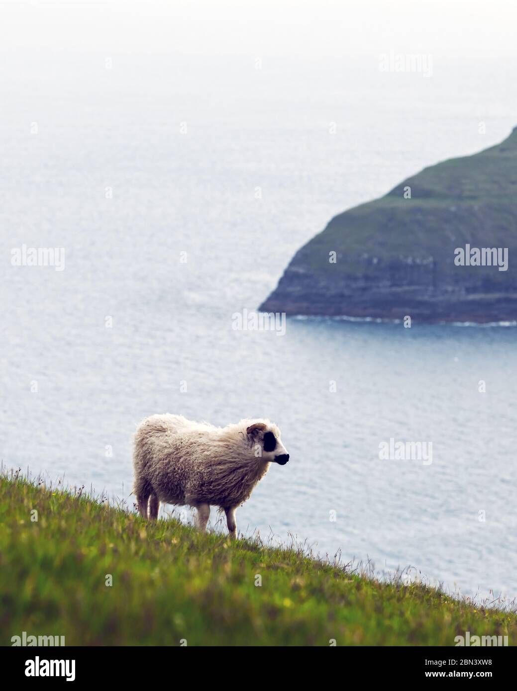 Vista mattutina sulle isole Faroe estive con pecore in primo piano. Isola di Streymoy, Danimarca. Fotografia di paesaggio Foto Stock