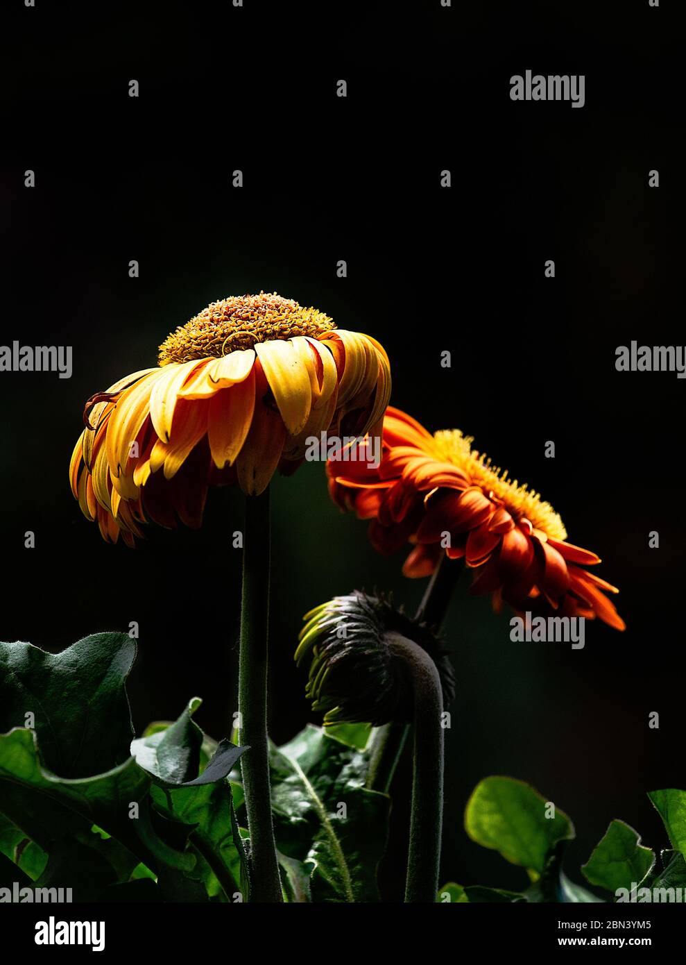 A margherita in varie fasi di crescita. Foto Stock