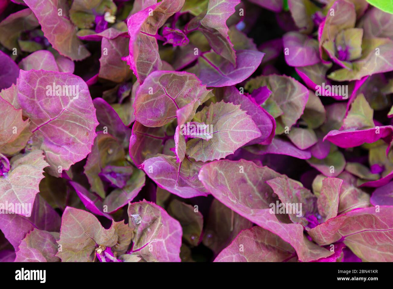 Orache Giardino viola fresco, Hortensis Atriplex o spinaci francesi, loboda. Foto Stock