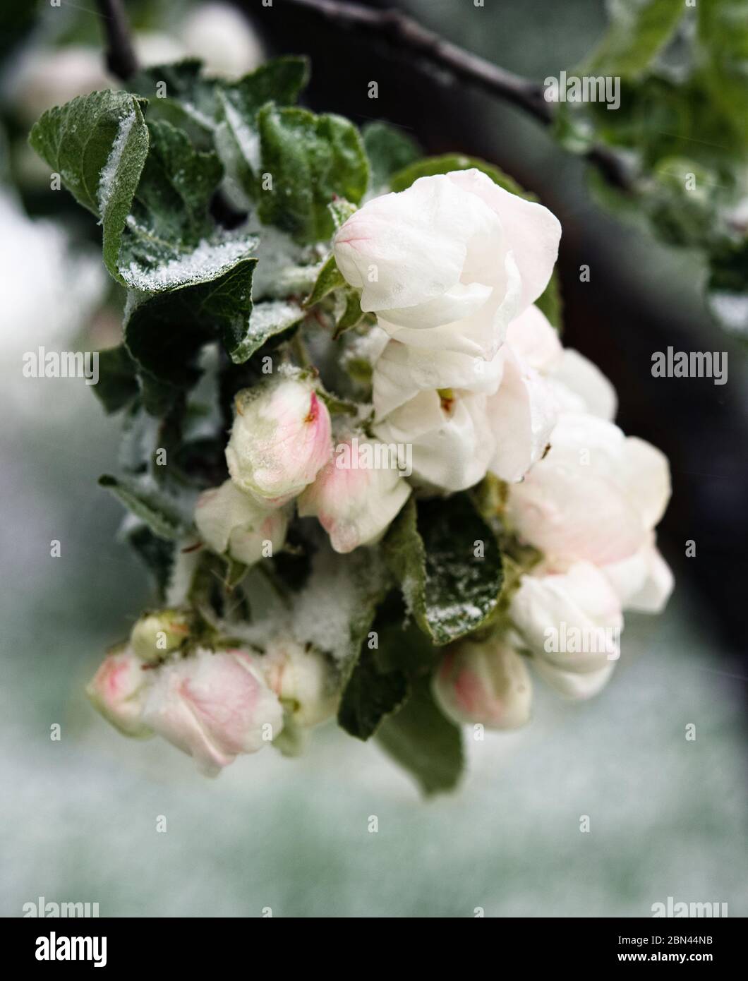 Molla, raffreddamento imprevisto. Neve su alberi in fiore, la mela fiorisce nella neve. Fiori di meli con la neve. Condizioni meteorologiche Foto Stock