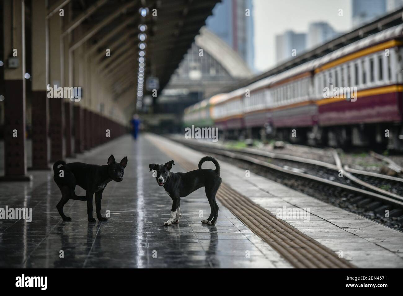 Bangkok, Thailandia. 13 Aprile 2020. I cani giocano liberamente con divertimento alla stazione ferroviaria vuota di Hua Lamphong durante il blocco dopo il covid 19 focolaio.attualmente, la Thailandia ha 3,017 casi confermati, 2,798 recuperati e 56 morti di coronavirus COVID-19, la maggior parte dei quali si trovano nella capitale di Bangkok. Credit: Amphol Thongmueangluang/SOPA Images/ZUMA Wire/Alamy Live News Foto Stock