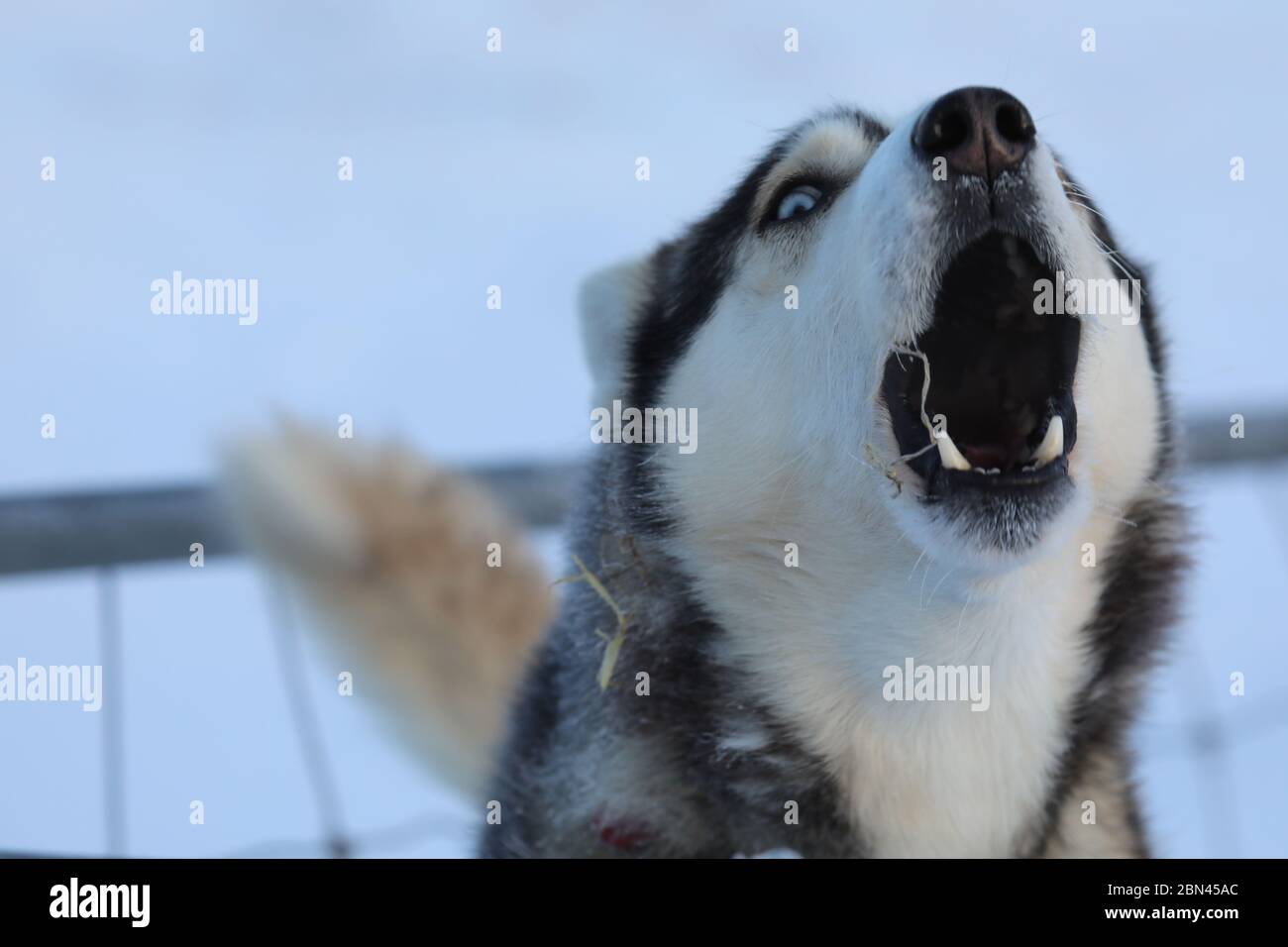 Primo piano di un cane da slitta abbaiato con fieno in bocca e recinto sullo sfondo Foto Stock