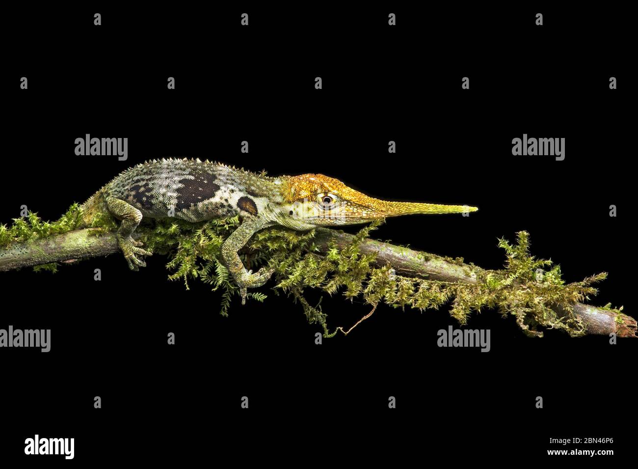 Maschio di Pinocchio Anole (Anolis proboschi) che espone un proboscide, famiglia Anolis (Dactyloidae ), Mindo, Ecuador Foto Stock