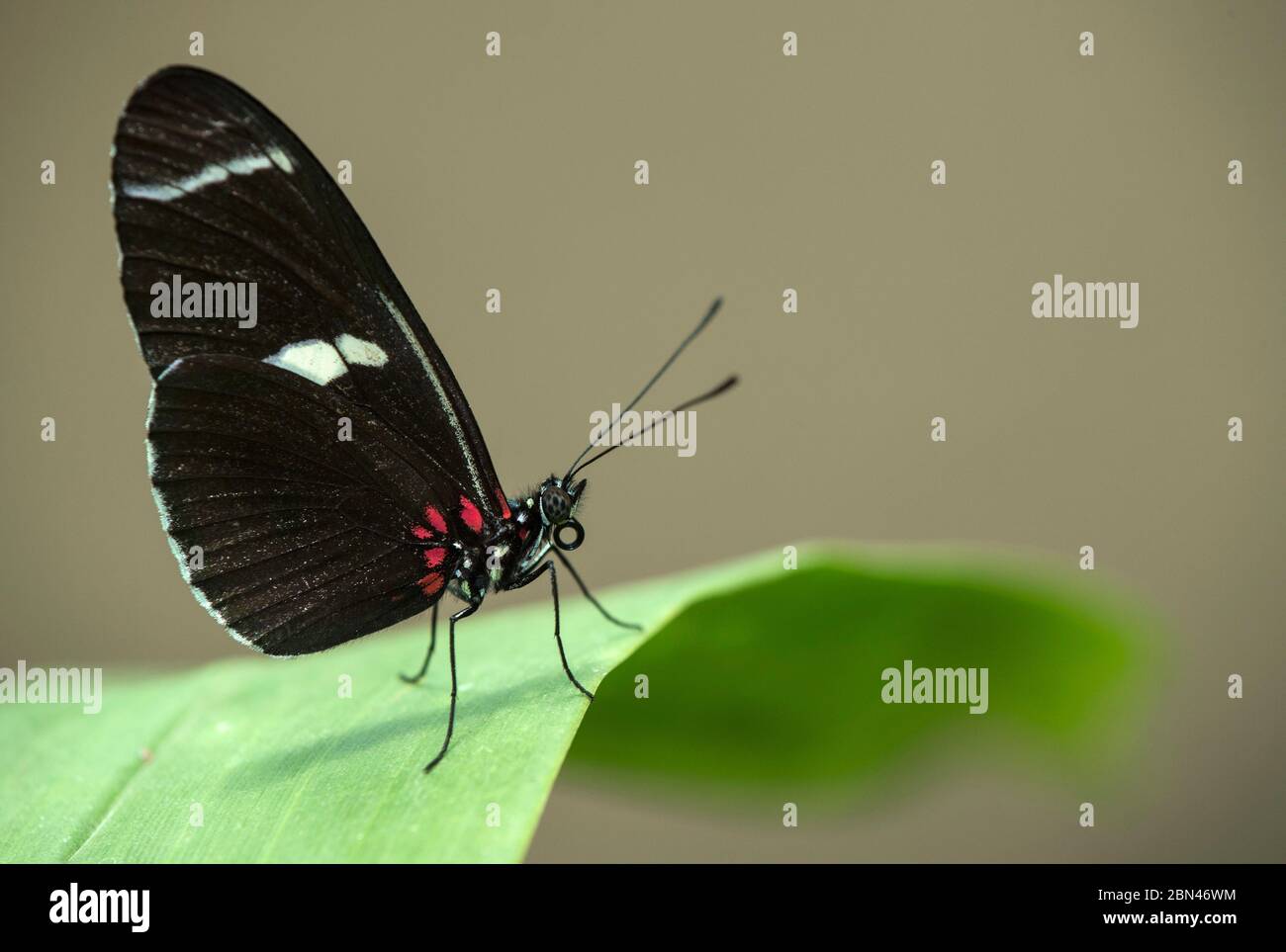 Farfalla Neotropica Heliconius melpomene, famiglia a piedi a spazzola (Nymphalidae), Mindo, Ecuador Foto Stock