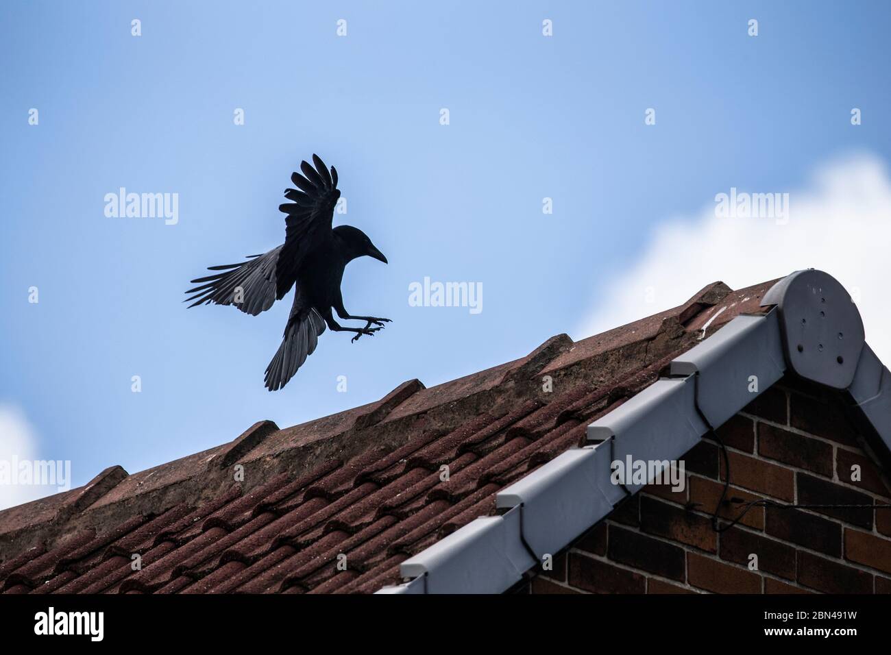 Un corone Carrion Corvus con ali sparse in un tetto di casa su uno sfondo di cielo blu Foto Stock