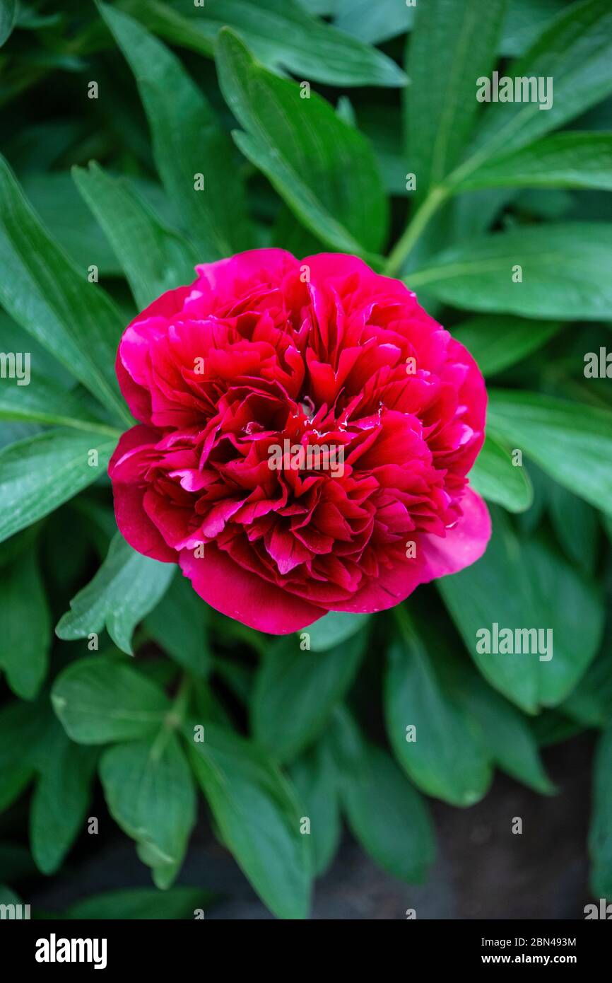 Fiore singolo di Peony rosso profondo (Paeonia) che fiorisce all'inizio della primavera nel Nord Inghilterra e hanno un breve ma spettacolare periodo di fioritura Foto Stock