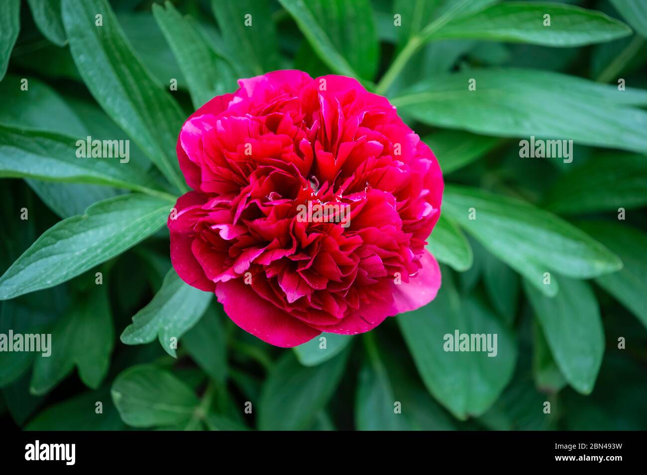 Fiore singolo di Peony rosso profondo (Paeonia) che fiorisce all'inizio della primavera nel Nord Inghilterra e hanno un breve ma spettacolare periodo di fioritura Foto Stock