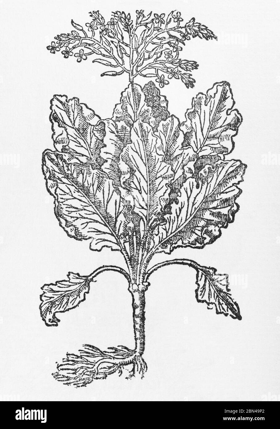 English Sea Colewart pianta di legno di Gerarde Herball, Storia delle piante. Si riferisce a esso come Brassica marina Anglica. P248 Foto Stock