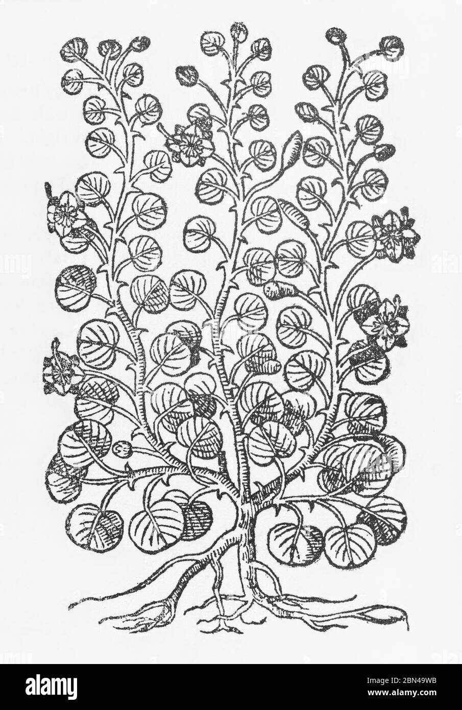 Comune Caper / pianta Capparis spinosa taglio di legno da Gerarde Herball, Storia delle piante. Si riferisce ad esso come varietà a foglia tonda - C. rotundiore folio. Foto Stock