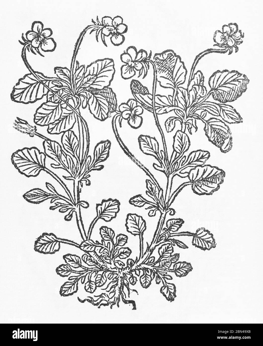 Heart's-easy pianta tagliata da Erbiglia di Gerarde, Storia delle piante. Si riferisce a Viola tricolore petrea con un fiore completamente giallo. P704 Foto Stock