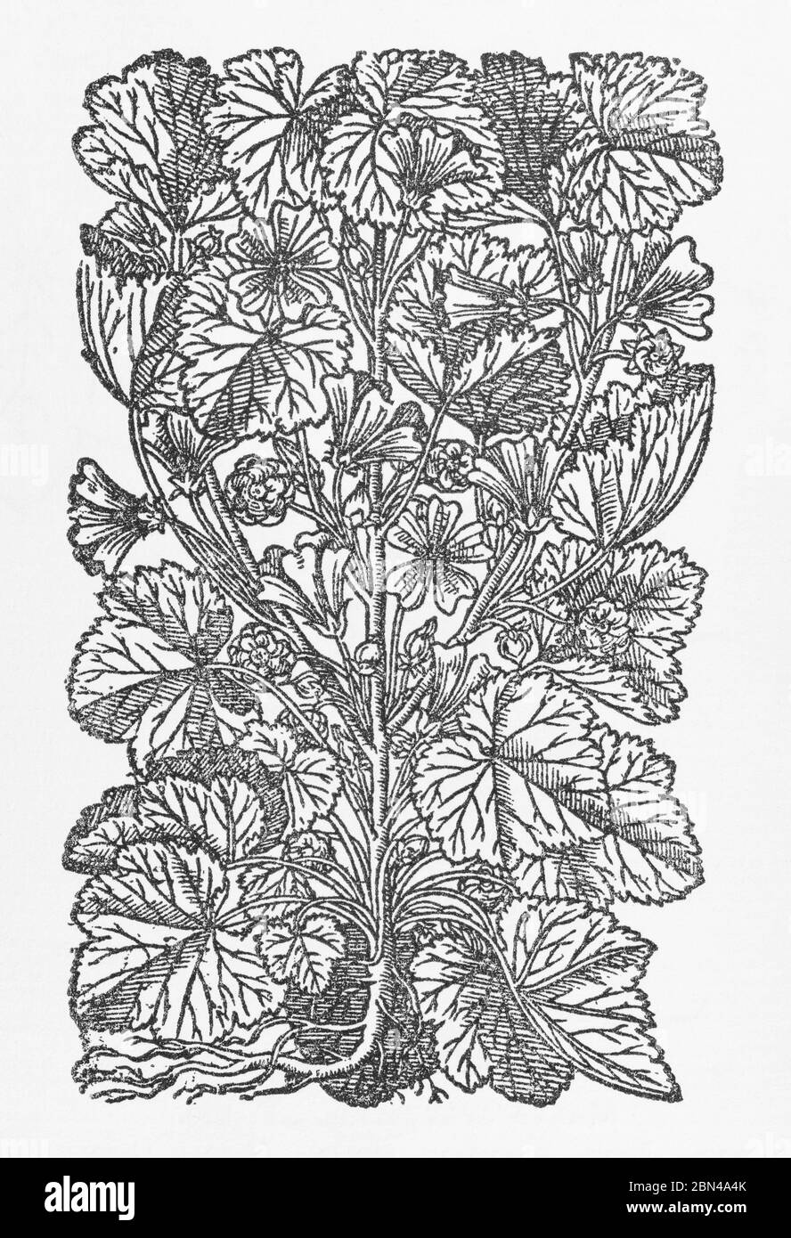 Comune Malva / Malva di bosco pianta da Herball di Gerarde, Storia delle piante. Si riferisce a esso come Field Mallow. P785 Foto Stock
