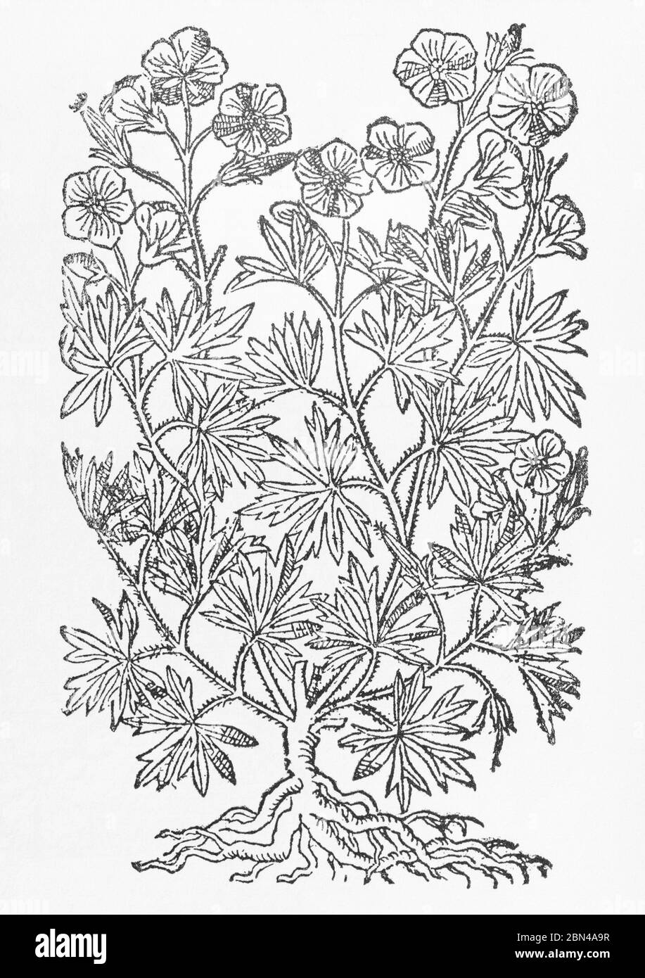 Bloody Crane's-Bill / Geranium sanguineum pianta taglio di legno da Gerarde's Herball, Storia delle piante. Si riferisce a questo come G. sanguinarium. P799 Foto Stock