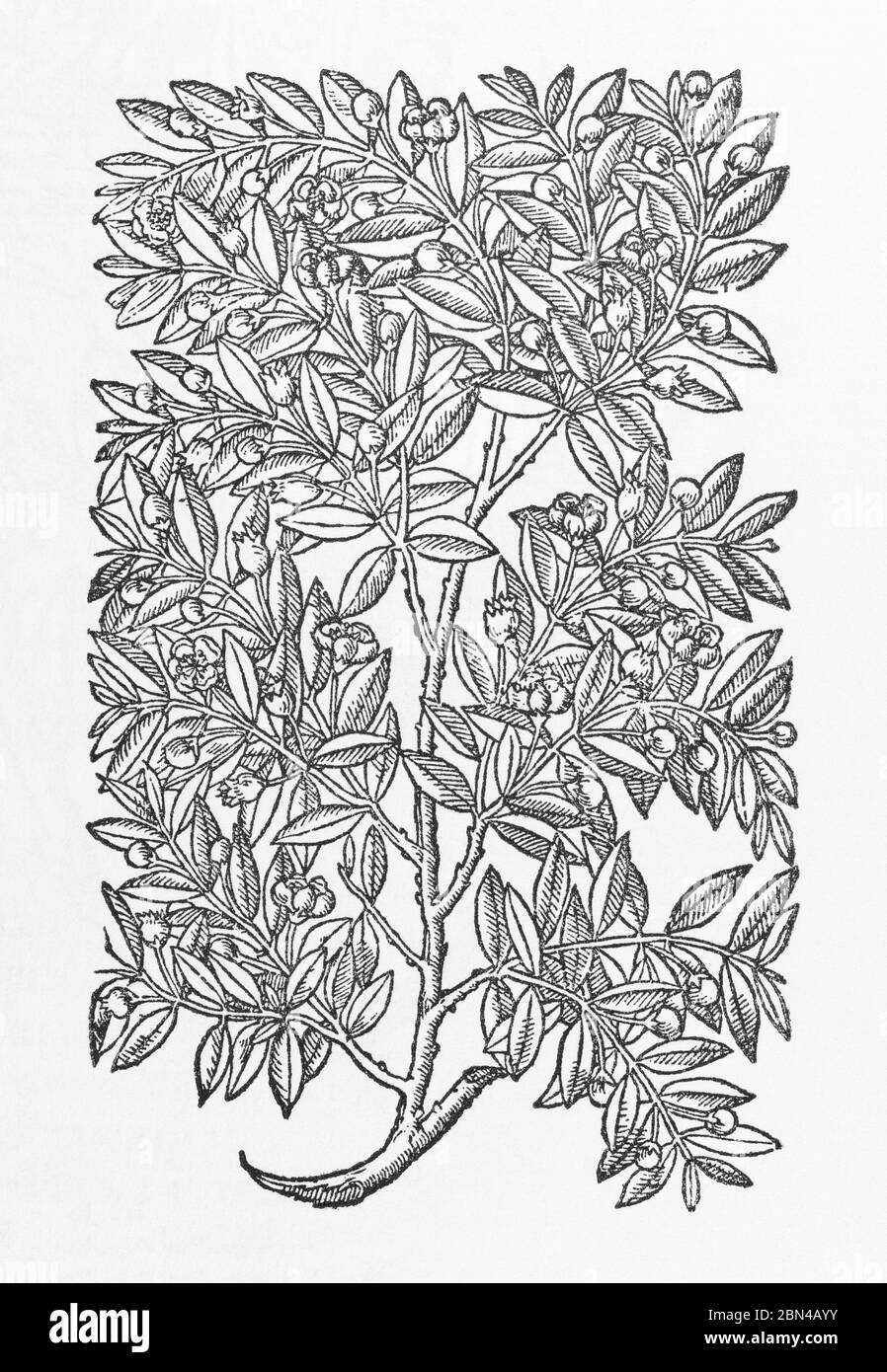 Pianta comune di Myrtle / Myrtus communis taglio di legno da Herball di Gerarde, Storia delle piante. Egli si riferisce ad esso come l'albero di Myrtill. P1226 Foto Stock