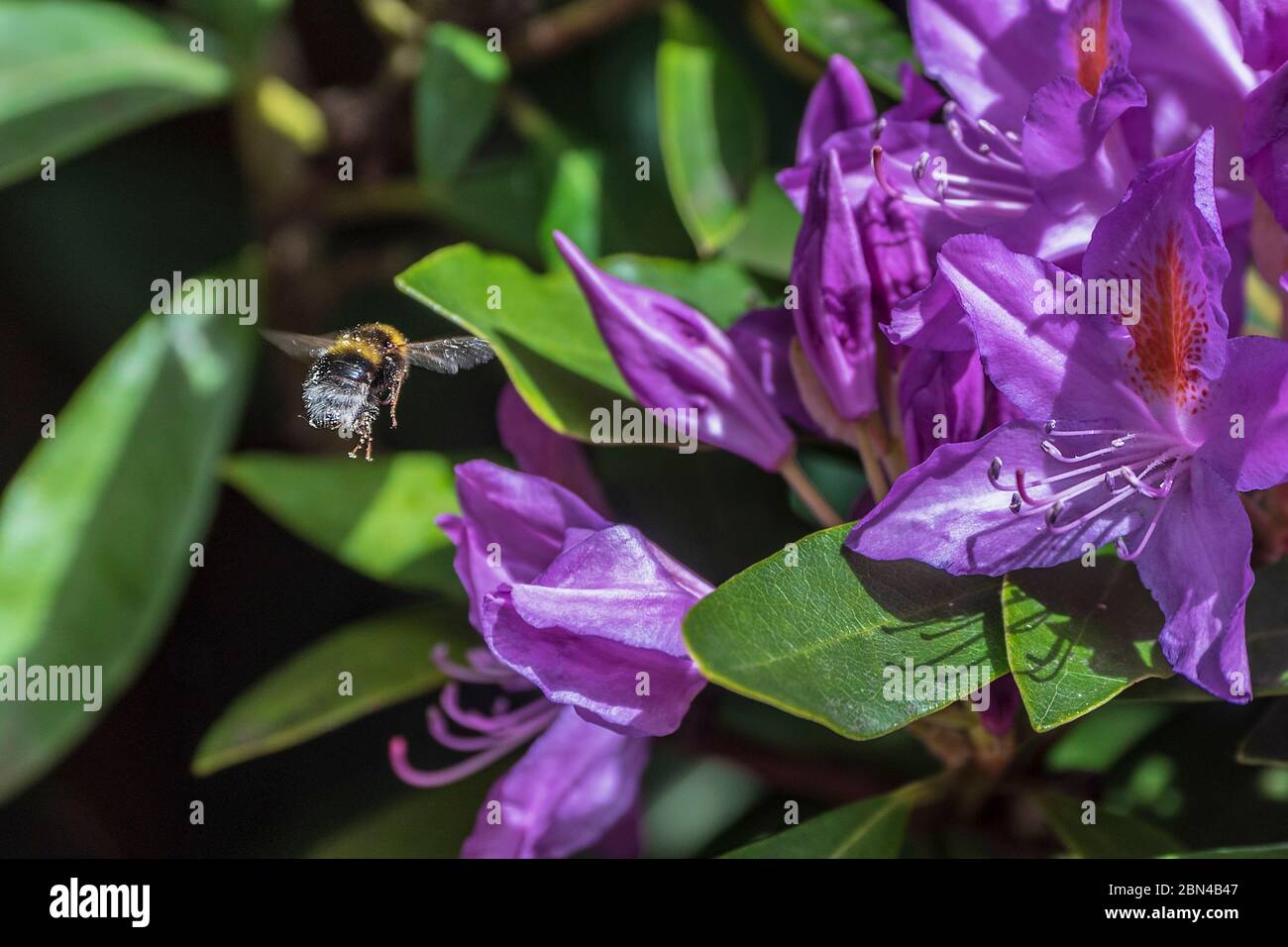 Bumblebee su fiori di rododendro. Foto Stock