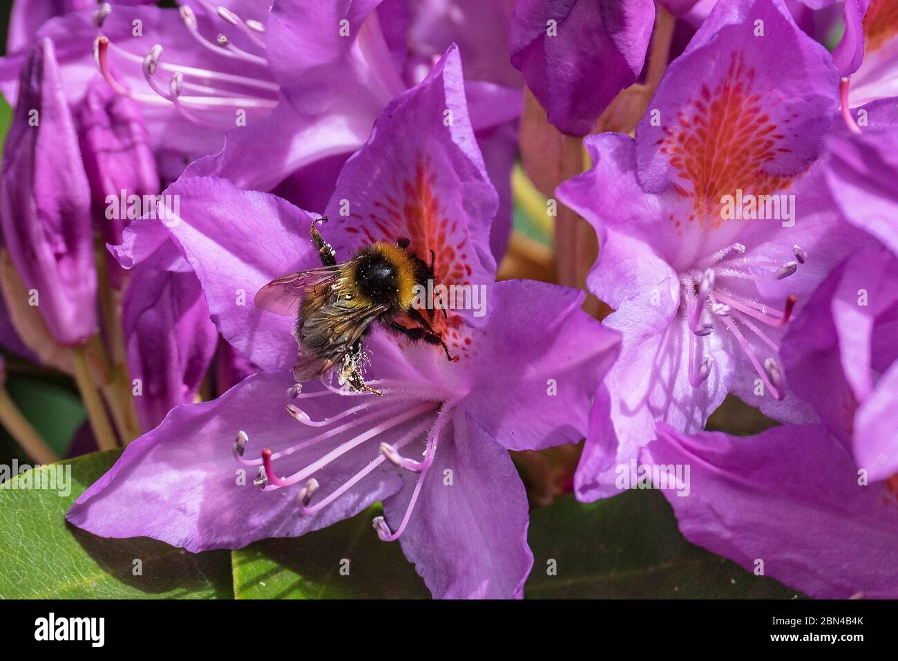 Bumblebee su fiori di rododendro. Foto Stock