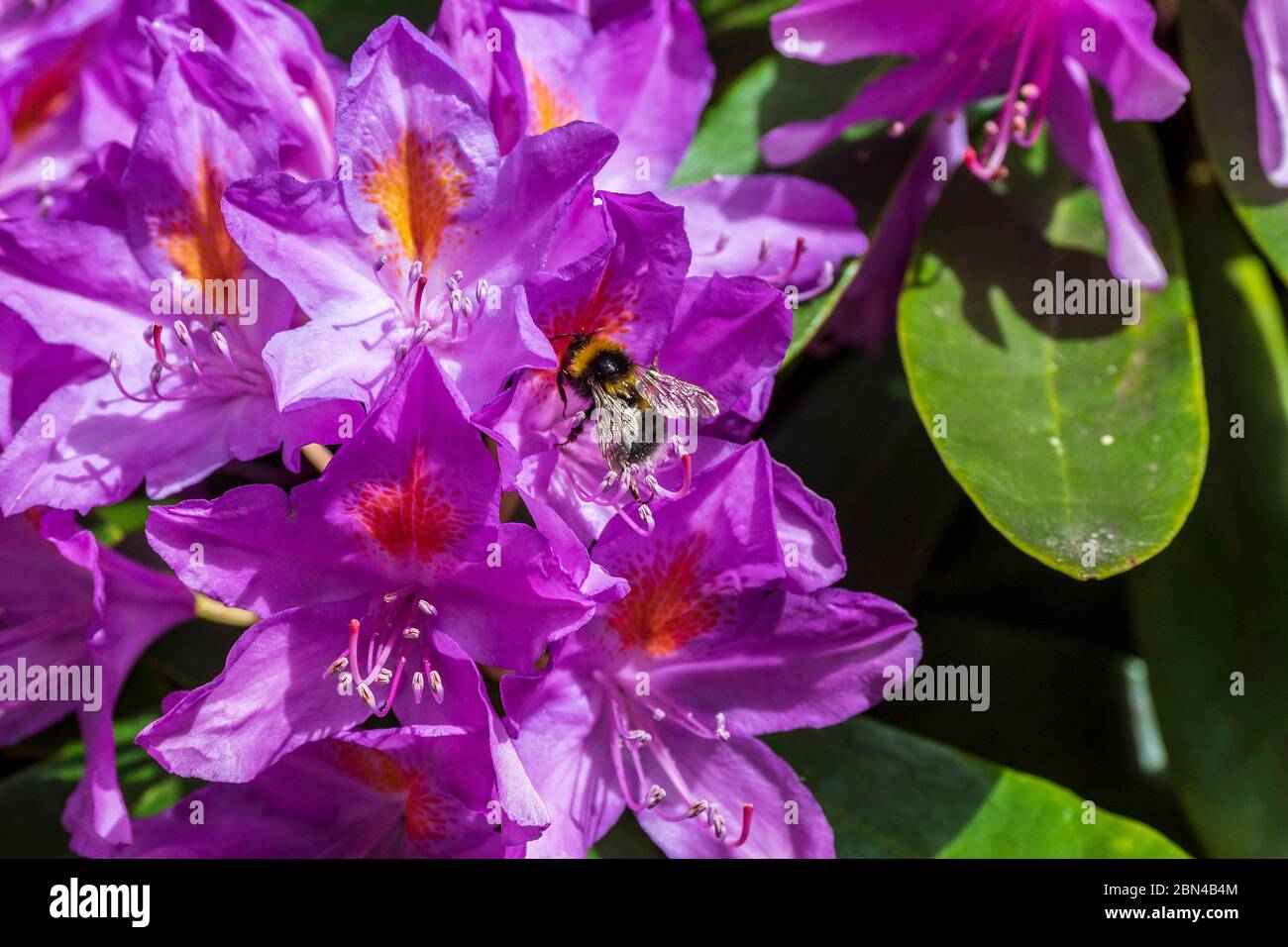 Bumblebee su fiori di rododendro. Foto Stock