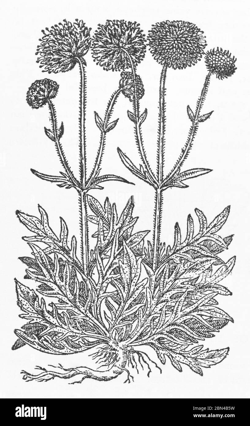 Red Scabious of Austria woodcut from Gerarde's Herball, Storia delle piante. Lo chiama Scabiosa rubra Austriaca. Moderno equivalente incerto. P583 Foto Stock