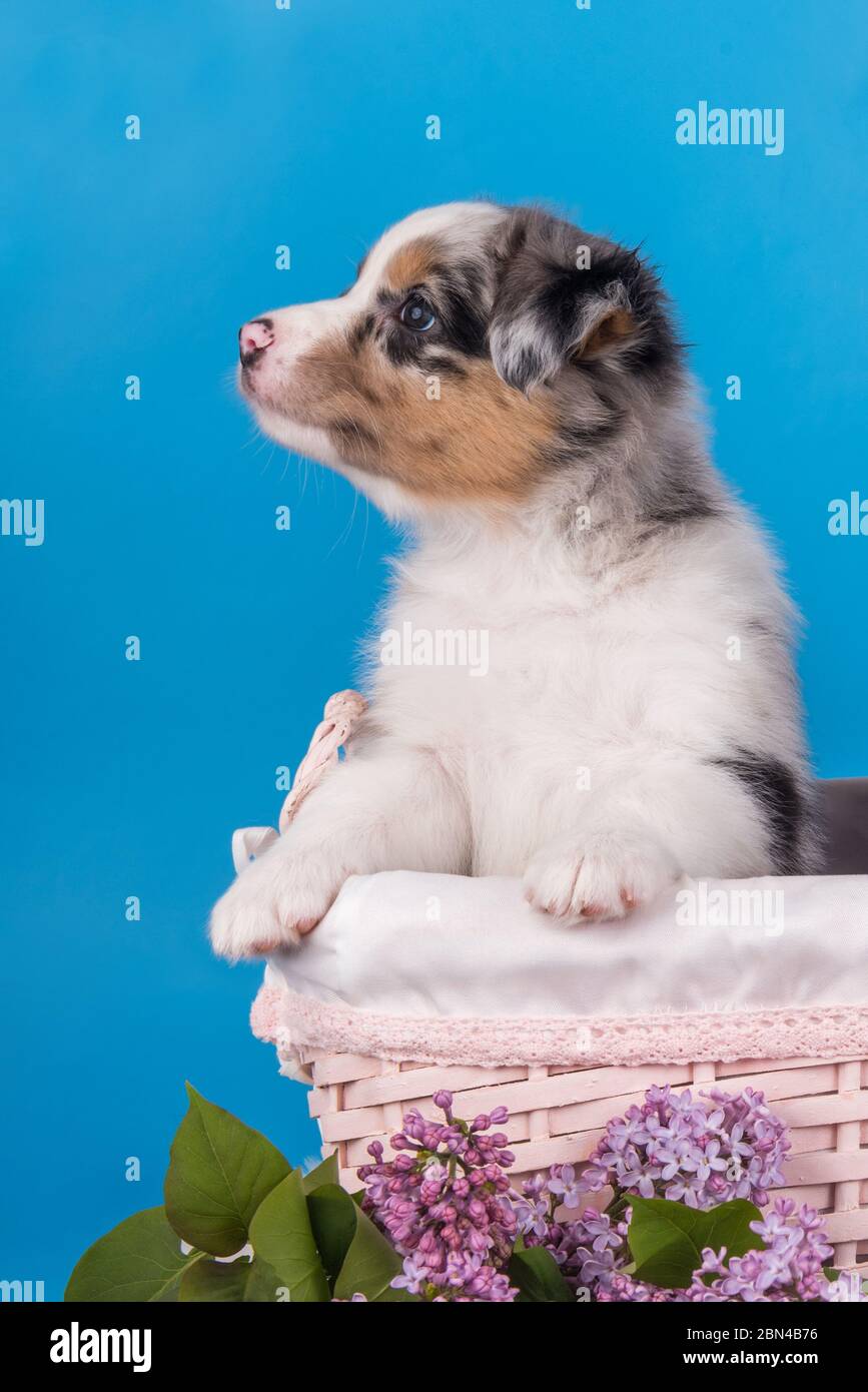Profilo del cane del cucciolo Red Merle Australian Shepherd Foto Stock