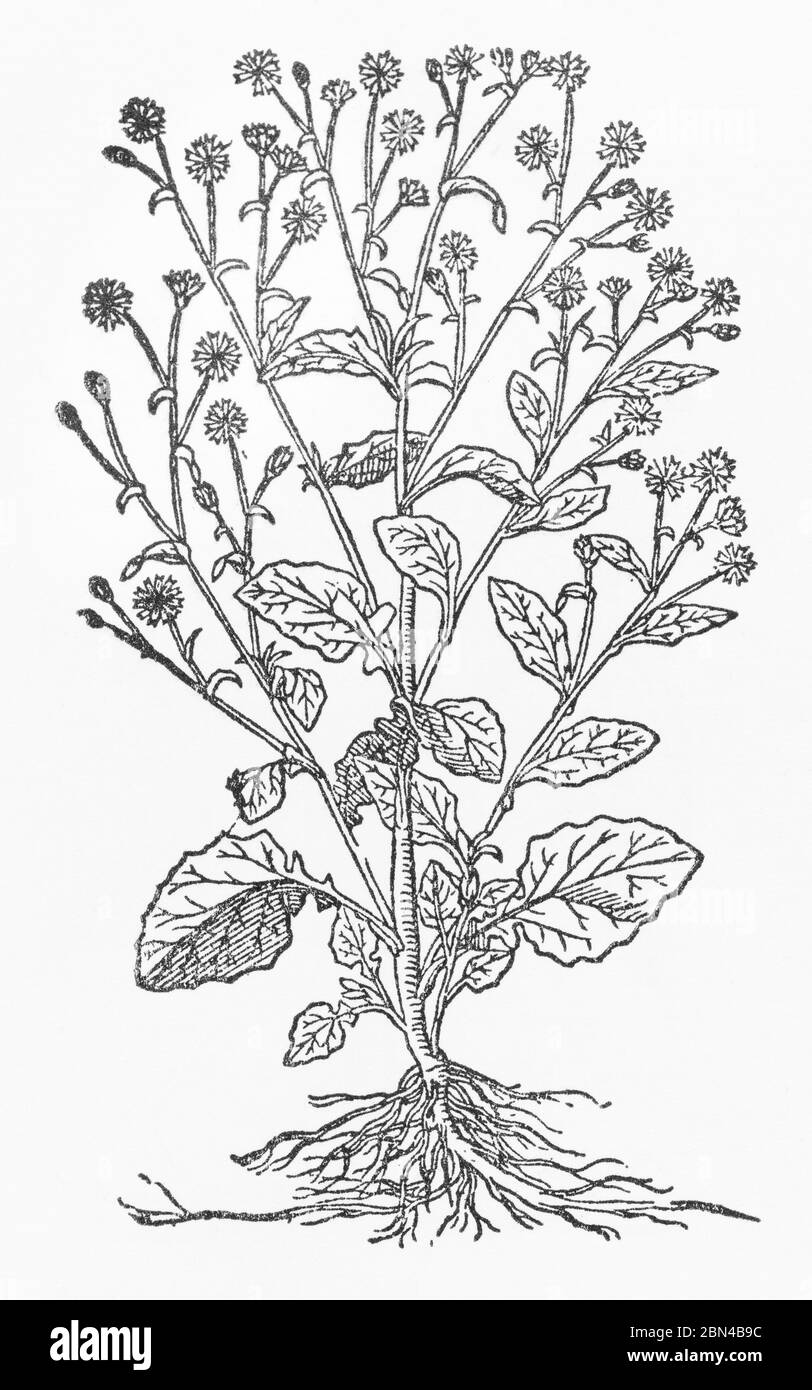 Nipplewart / Laprana communis pianta taglio di legno da Gerarde Herball, Storia delle piante. Egli si riferisce ad esso come Wood Sowthistle, Sonchus sylvaticus. P231 Foto Stock