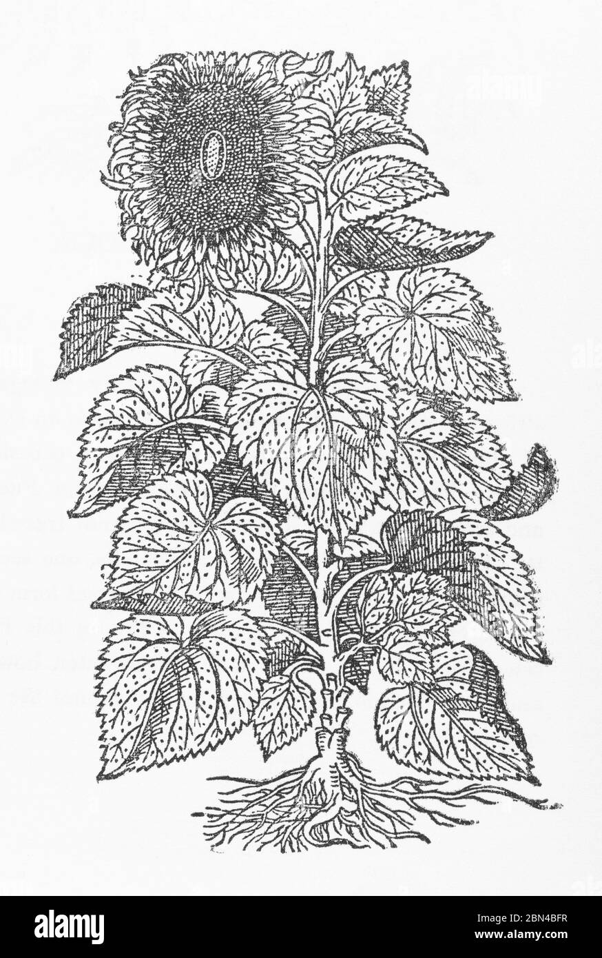 Girasole / Helianthus annuus pianta taglio di legno da Erbiglia di Gerarde, Storia delle piante. Egli si riferisce ad esso come Flos Solis Major. P612 Foto Stock