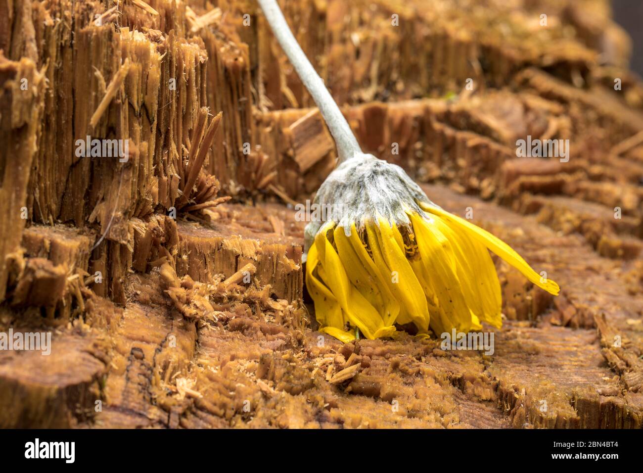 Un fiore giallo appassito si trova sopra il ceppo di un pino nell'Idaho nord. Foto Stock