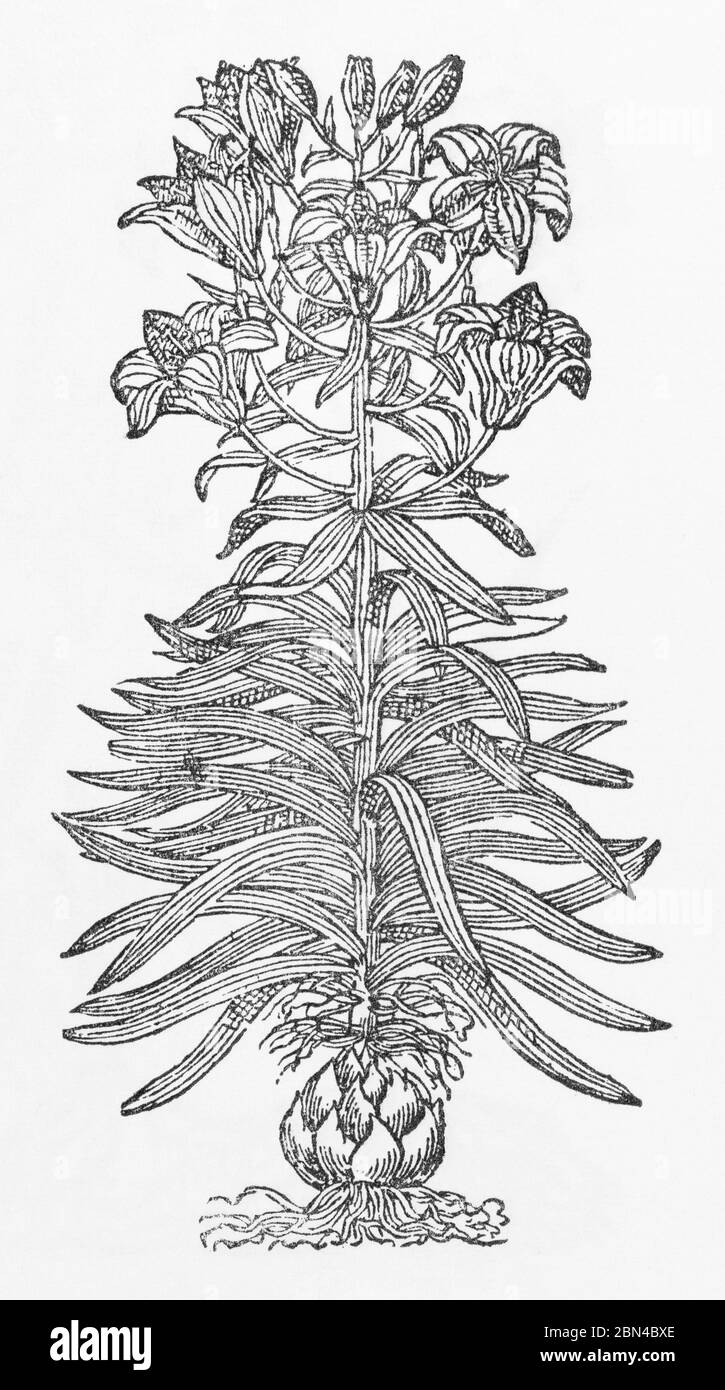 Firey Red Lily / Lilium bulbiferum woodcut da Gerarde's Herball, Storia delle piante. Lo chiama Lilium cruentum latifolium. P149 Foto Stock