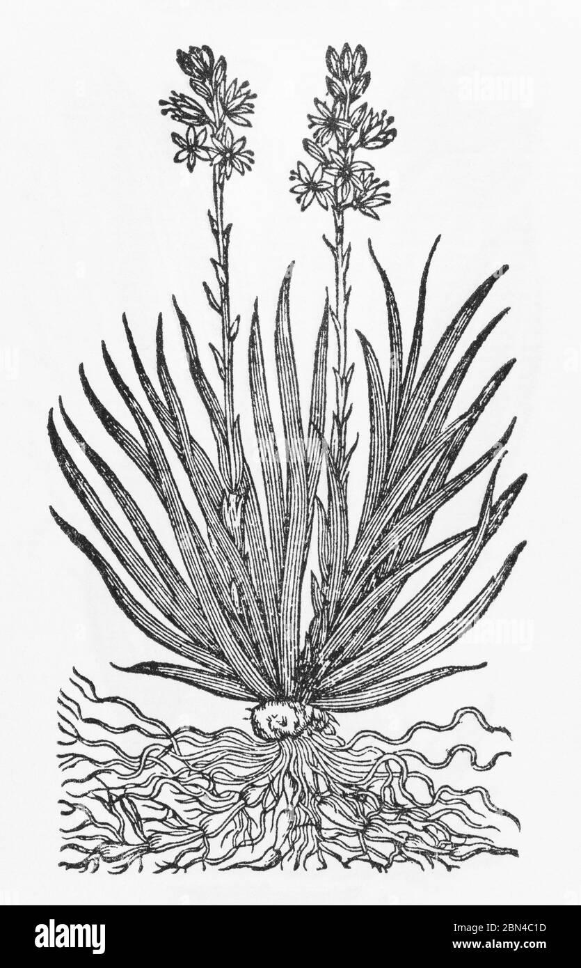 Charming Lancashire Asphodel / Asphodelus Lancashria taglio di legno da Herball di Gerarde, Storia delle piante. Non sapevo che Lancs avesse un proprio Asphodel. P88 Foto Stock