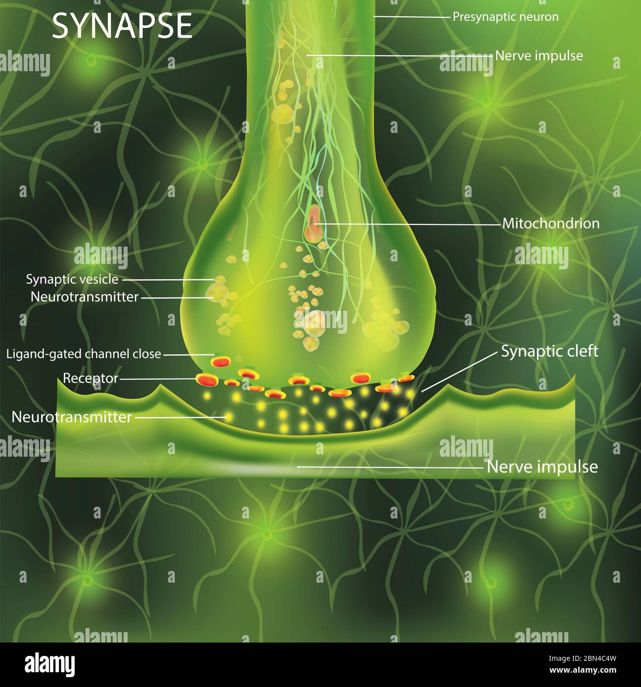 Neuroni, designazione scientifica. Sinapsi di struttura. Neuronale con una cellula nervosa. Segnalazione nel cervello. Trasmissione di impulsi in un organismo vivente. Illustrazione. Foto Stock