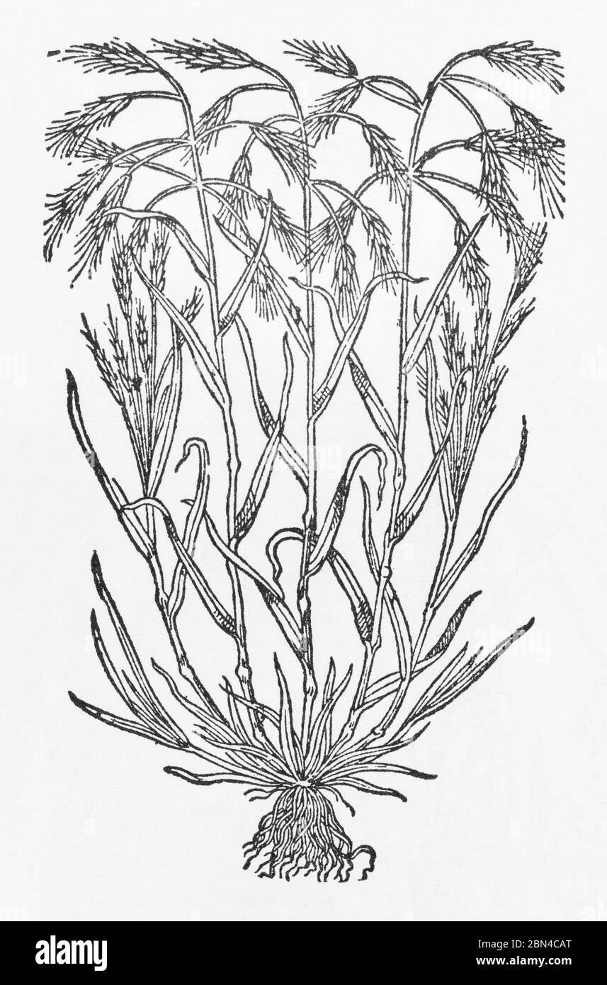 Barren Bromo Erba / Bromus sterilis legno tagliato da Erba di Gerarde, Storia delle piante. Si riferisce ad esso come Wilde Oats. P69 Foto Stock