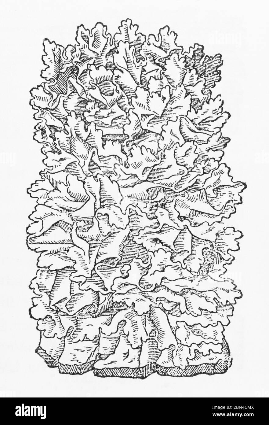 Sea Lattuce / Ulva lattuga woodcut from Gerarde's Herball, Storia delle piante. Lo chiama Lungwort di mare, Verde di ostrica (Lichen Marinus). P1377 Foto Stock