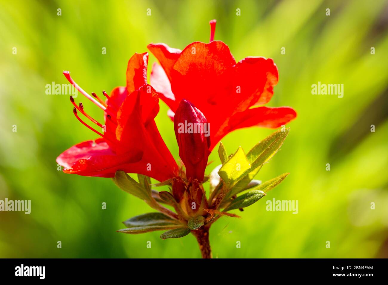 Fiori Azalea primo piano Foto Stock