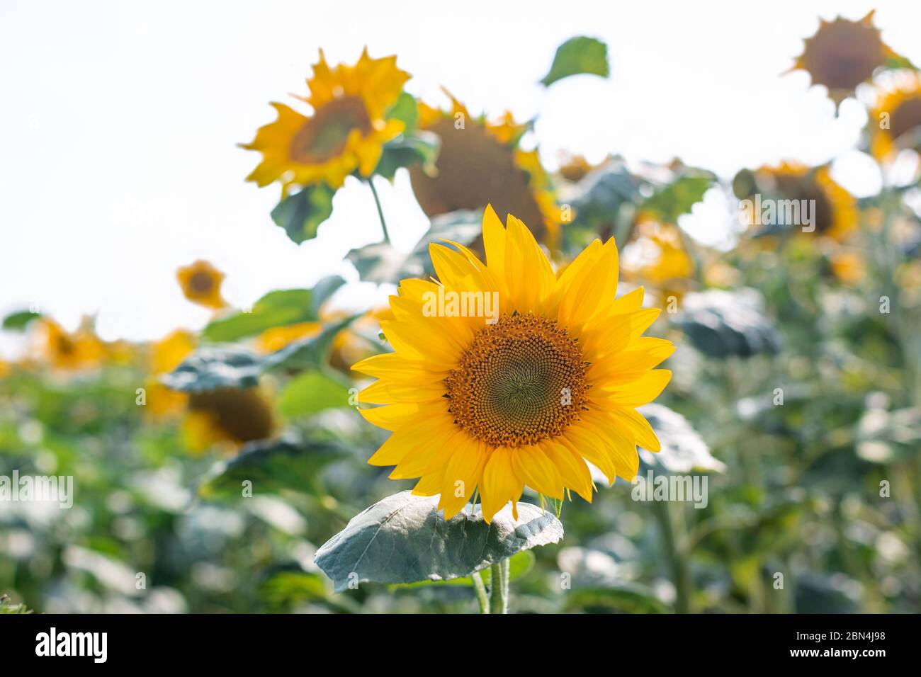 Testa di girasole in fiore di colore giallo brillante. Girasole fiorente con foglie grandi. Foto Stock