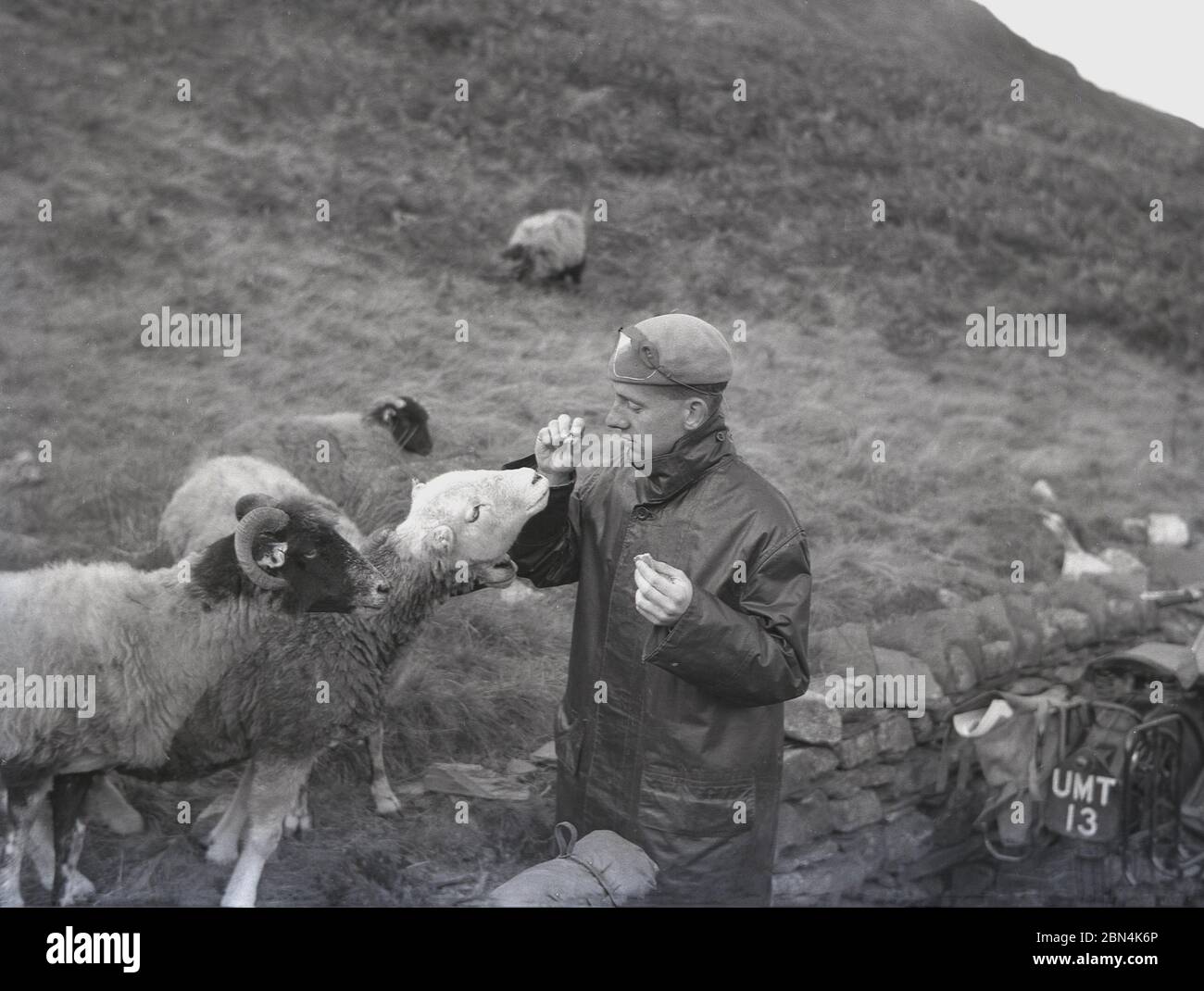 Anni '50, un motociclista itinerante che indossa una giacca o cappotto lunghi in pelle per biciclette e un beretto, con alcuni visitatori, pecore collina, alla ricerca di qualche cibo, Inghilterra, Regno Unito. Foto Stock