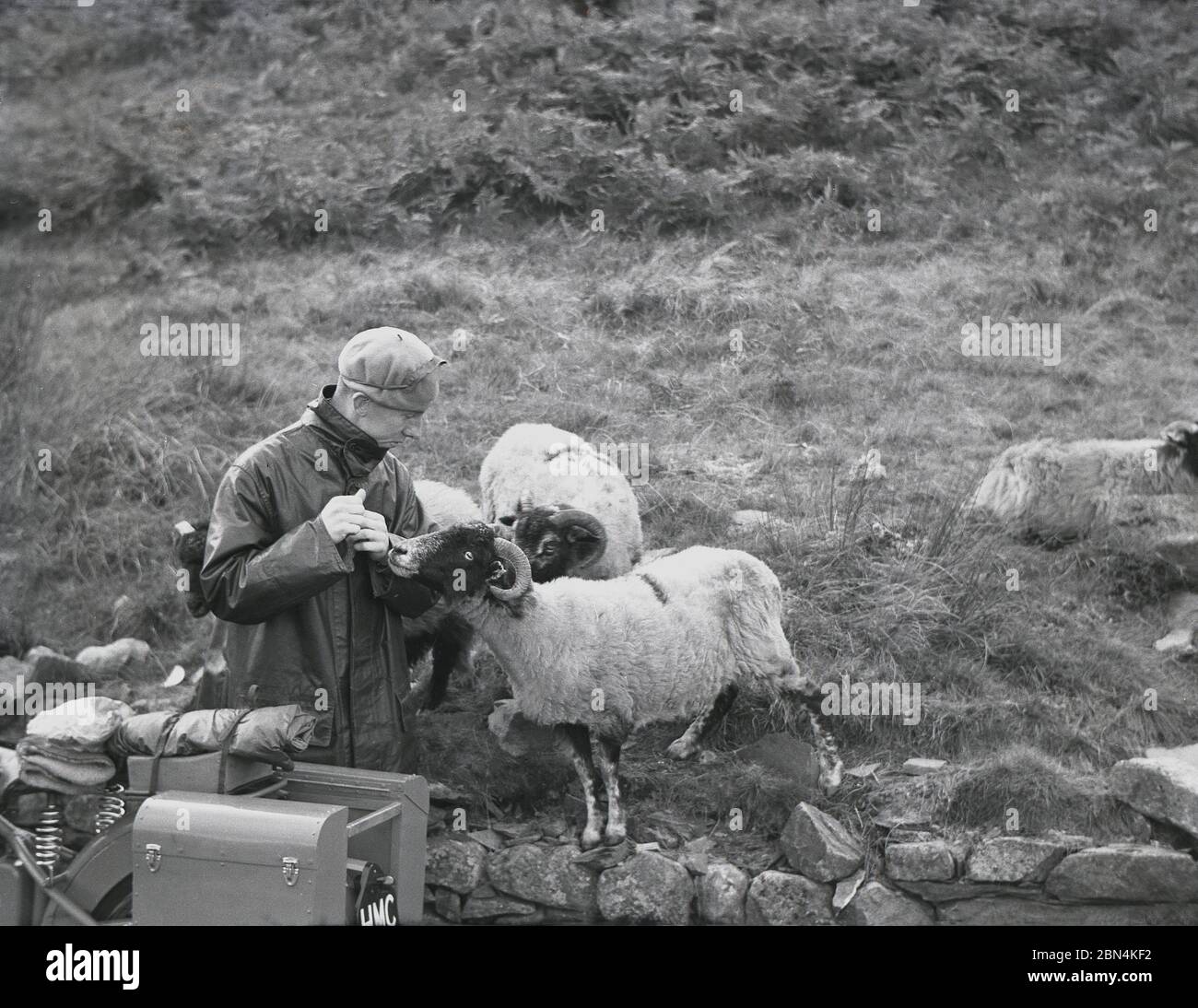 Anni '50, un motociclista itinerante che indossa una giacca o cappotto lunghi in pelle per biciclette e un beretto, con alcuni visitatori, pecore collina, alla ricerca di qualche cibo, Inghilterra, Regno Unito. Foto Stock
