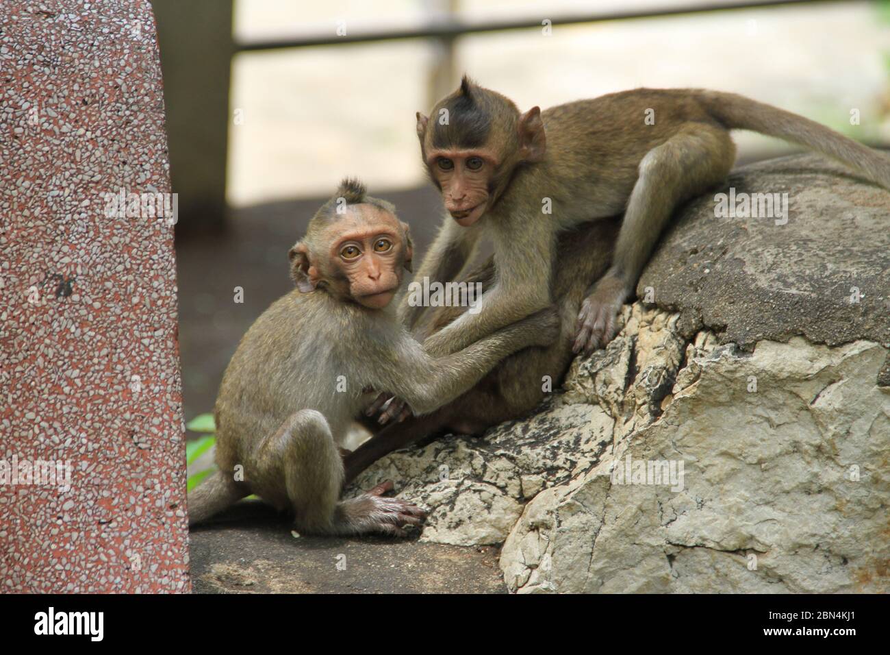 Scimmie giovani che giocano intorno a un tempio grotta in Thailandia Foto Stock