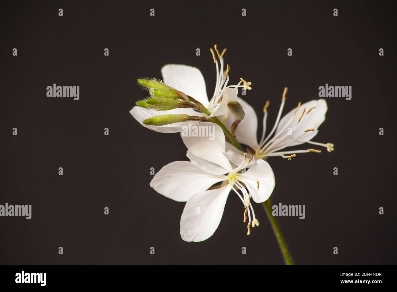 Il fiore di Lindheimer Gaura lindheimeri 10410 Foto Stock