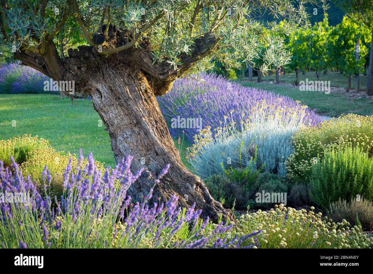 Sera La luce del sole in giardino alla francese nella Valle del Lot, Midi-Pirenei, Francia Foto Stock