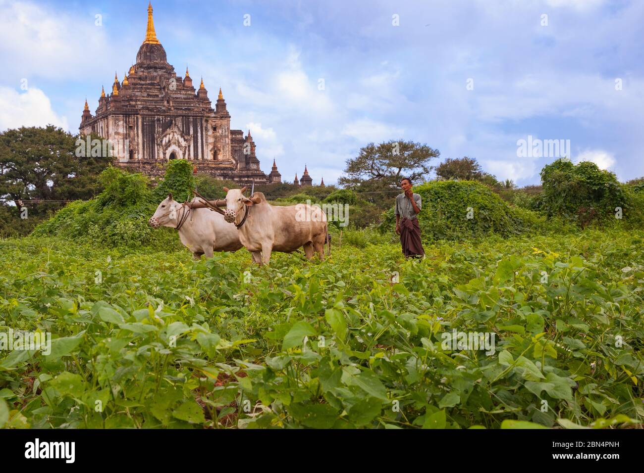 Bagan Myanmar - Ottobre 302013; coltivatore aratura con due buoi sotto uno storico tempio buddista in scena rurale asiatica. Foto Stock