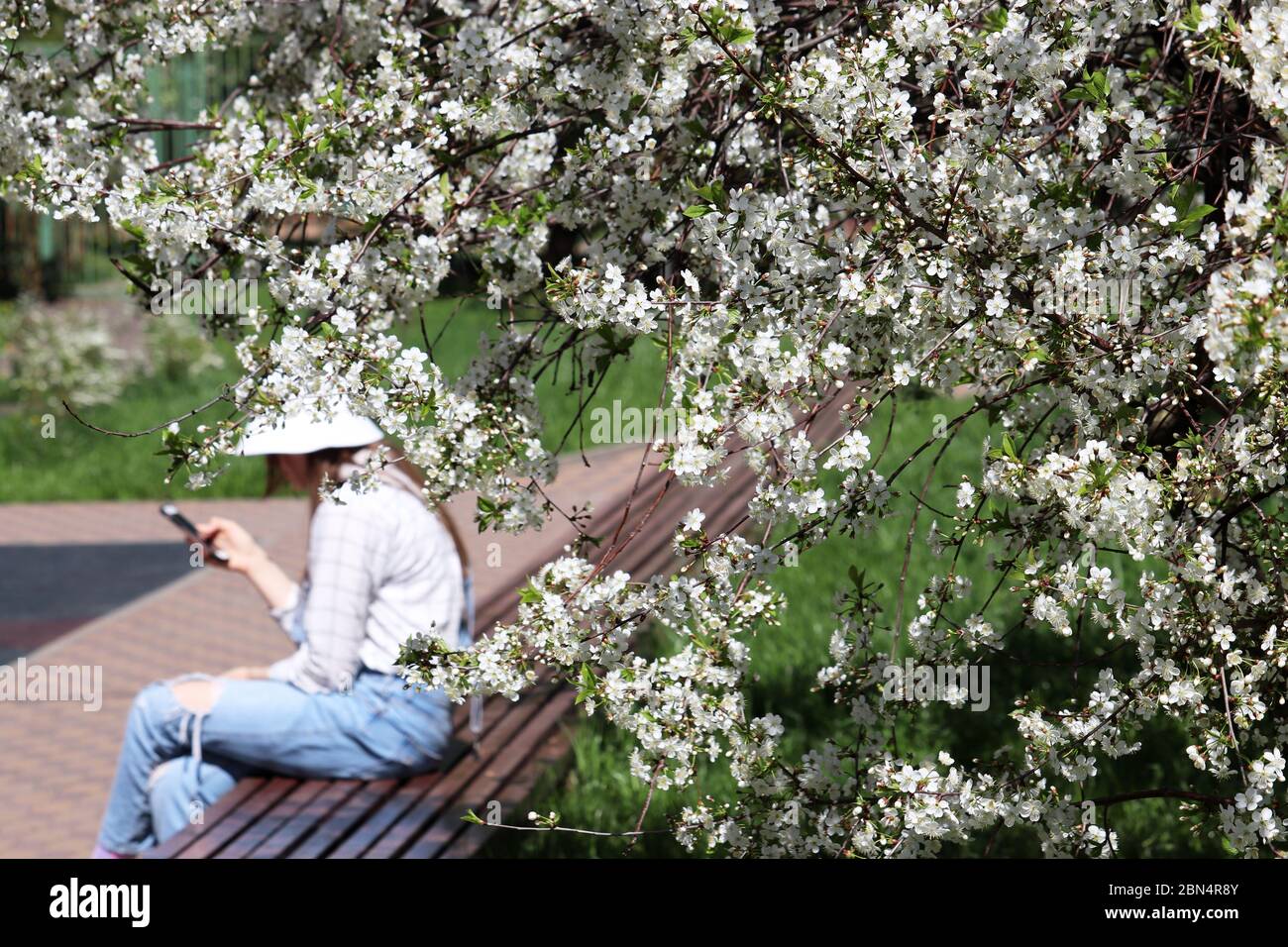 Ragazza con smartphone seduto su una panchina in un giardino primaverile, vista attraverso la fioritura dei ciliegi. Concetto di comunicazione online all'aperto Foto Stock