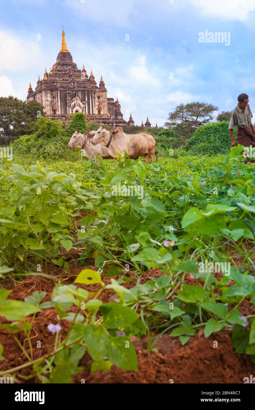 Bagan Myanmar - Ottobre 302013; coltivatore aratura con due buoi sotto uno storico tempio buddista in scena rurale asiatica. Foto Stock