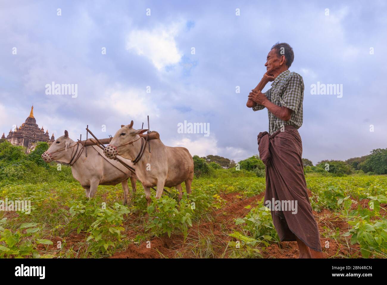 Bagan Myanmar - Ottobre 30 2013; coltivatore aratura con due buoi sotto uno storico tempio buddista in scena rurale asiatica. Foto Stock