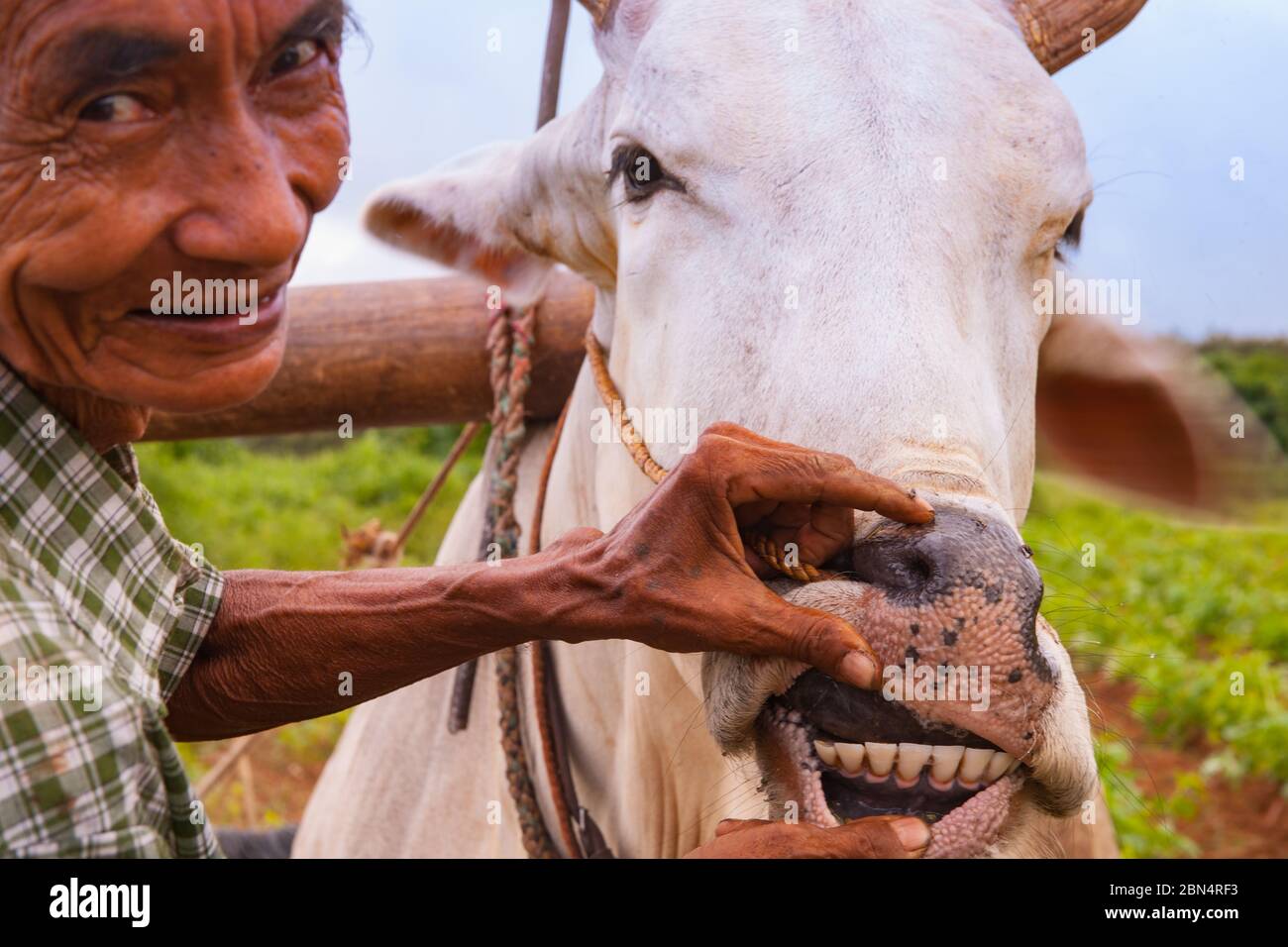 Bagan Myanmar - Ottobre 30 2013; contadino che mostra i denti dei suoi buoi in campo nella scena rurale asiatica. Foto Stock