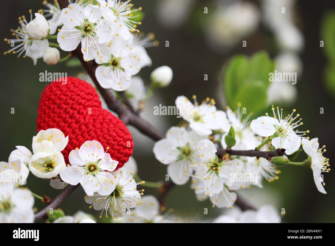 Cuore d'amore, fioritura dei ciliegi in primavera, fuoco selettivo. Fiori bianchi e cuore rosso lavorato a maglia forma su un ramo in un giardino Foto Stock