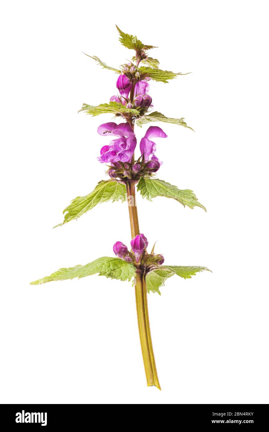 Senza titolo fiori selvatici con boccioli viola isolato su sfondo bianco Foto Stock