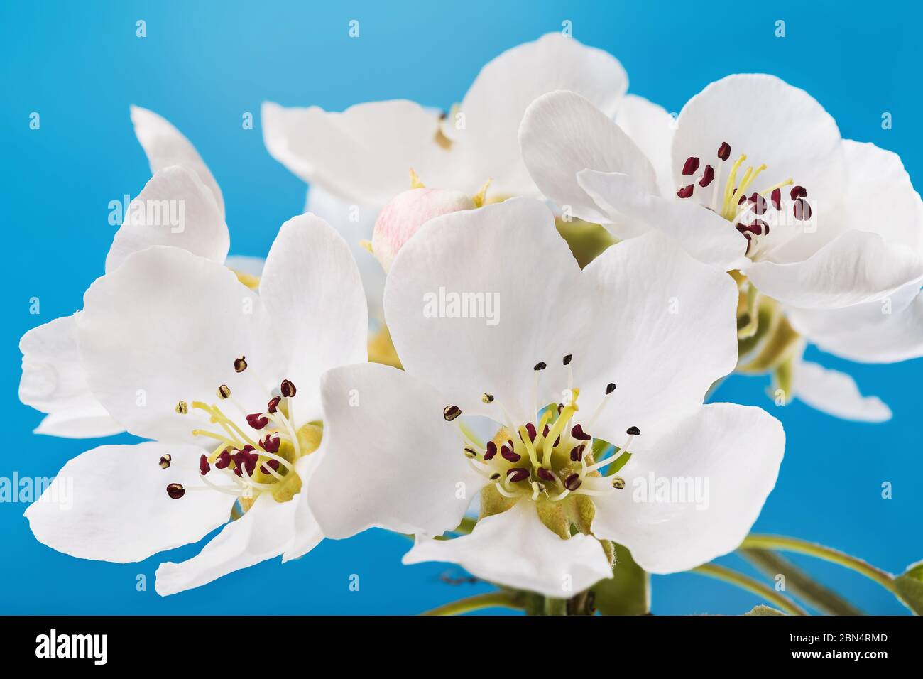 Ramo fiorente di una pera contro il cielo blu, primo piano Foto Stock