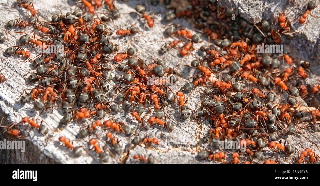 Un sciame di formiche occidentali, chiamate anche formica formica formica obscuripes, nel loro nido in un ceppo di aspen marcio nel centro dell'Oregon. Foto Stock