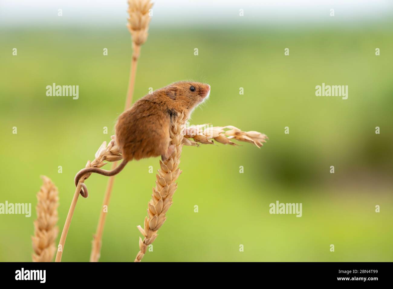 Harvest mouse su un fusto di mais in campagna Foto Stock